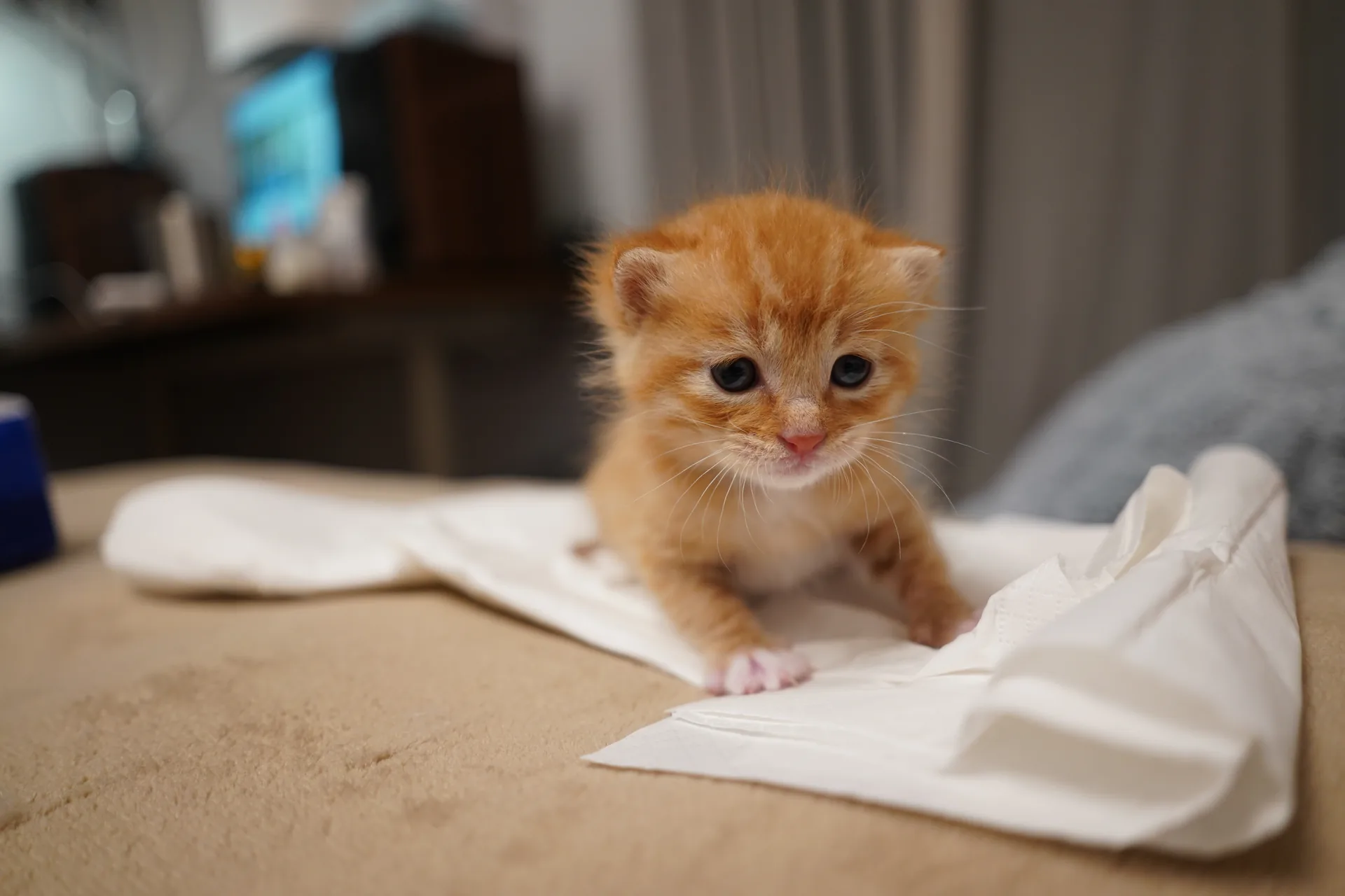 Dan Huang kitten photograph showing visible face, eyes, coat color and body proportions