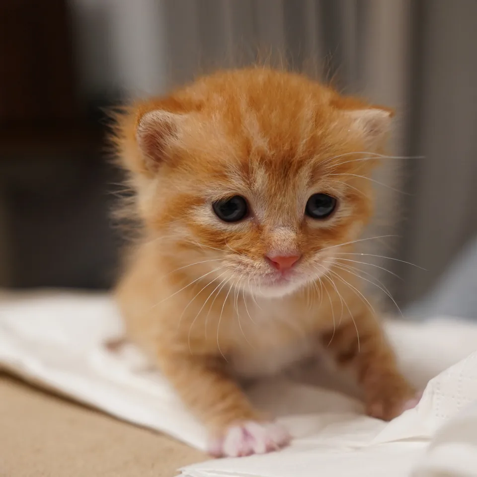 Dan Huang as a two-week-old orange kitten